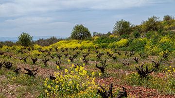 Oude wijngaard in de bergen rond Monachil, Andalusië, Granada. van Marjolein Zijlstra