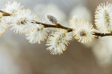 Chats en fleurs avec des nuances de brun sur KB Design & Photography (Karen Brouwer)