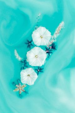 Zomer vol kleuren - Witte en blauwe bloemen op turquoise achtergrond van Cindy Mulder