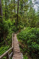 Winding path in the temperate rainforest of vancouver island
