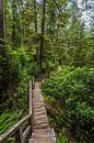 Winding path in the temperate rainforest of vancouver island by Eelke Brandsma thumbnail