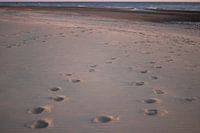 Des pas sur la plage