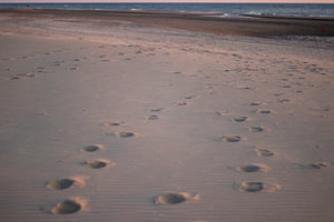 Fußspuren am Strand