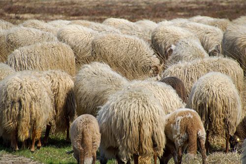 schapen dicht op elkaar
