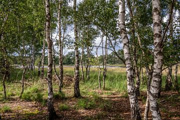 Berkachtig mooi van Miranda Ten Hout