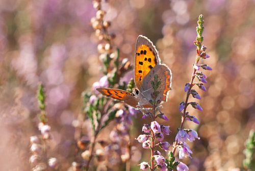 Vuurvlinder in heide