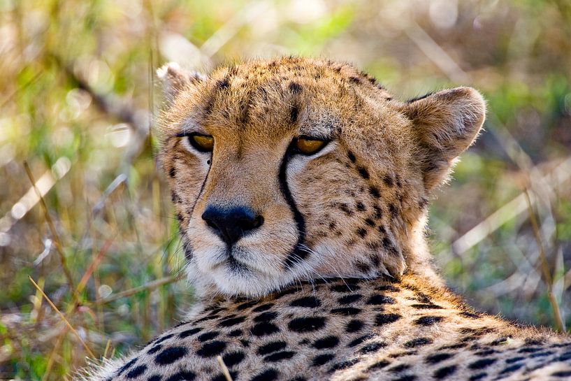 Cheetah van Peter Michel