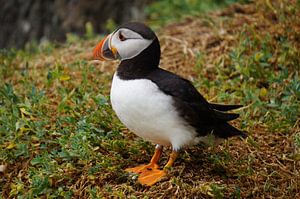 Papageitaucher auf der Insel Skellig Michael in Irland