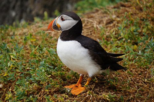 Papegaaiduikers op het eiland Skellig Michael in Ierland