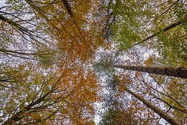 Look up to the sky and see