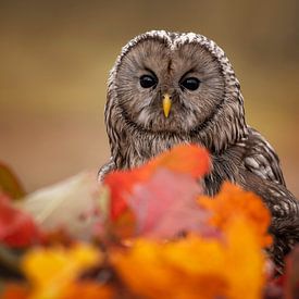 chouette dans le feuillage d'automne sur Jessica Blokland van Diën