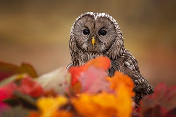 owl in the autumn foliage by Jessica Blokland van Diën