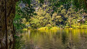 Eau réfléchissante parmi les arbres tropicaux