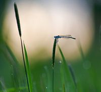 Damselfly en contre-jour