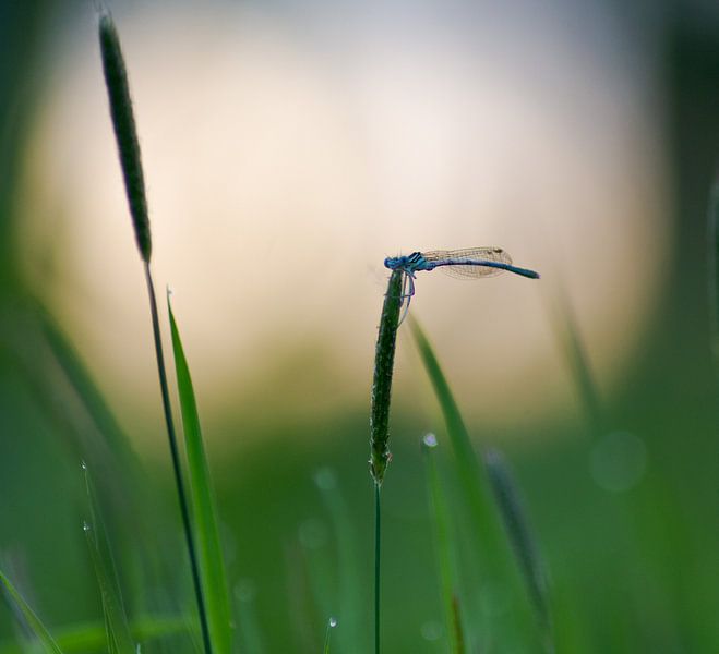 Damselfly en contre-jour par Nancy Bogaert