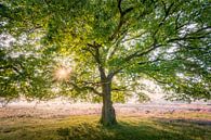 Oak tree on the Hilversum Heath | Nature Photography by Marijn Alons thumbnail