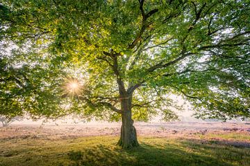 Oak tree on the Hilversum Heath | Nature Photography by Marijn Alons