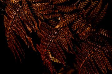 Red Fern by Linda Bouritius