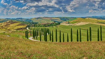 Toscane landschap met cipressen in Italië van eric van der eijk