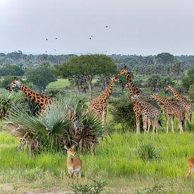 Family Giraffes in Ugand Africa. by Albert Beukhof