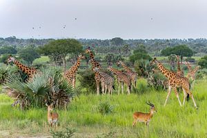 Familie Giraffe in Uganda Afrika.