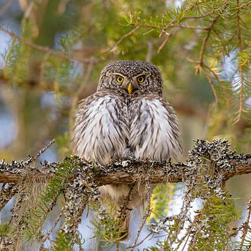 Pygmy owl in the Finnish primeval forest by Jacob Molenaar