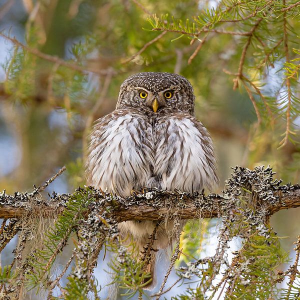 Sperlingskauz im finnischen Urwald von Jacob Molenaar