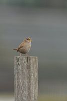 The wren