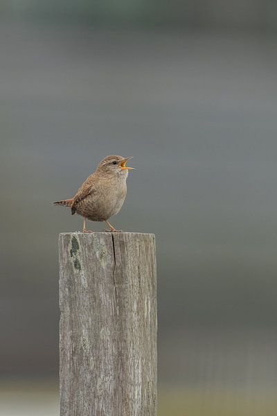 The wren by Ruud Lauritsen