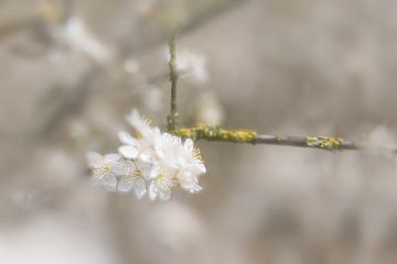 Frühlingsblüte von Ingrid Van Damme fotografie