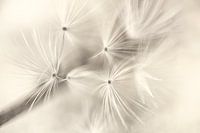 Abstraktion in der Natur: Das Zusammenspiel von Linien und Flaum