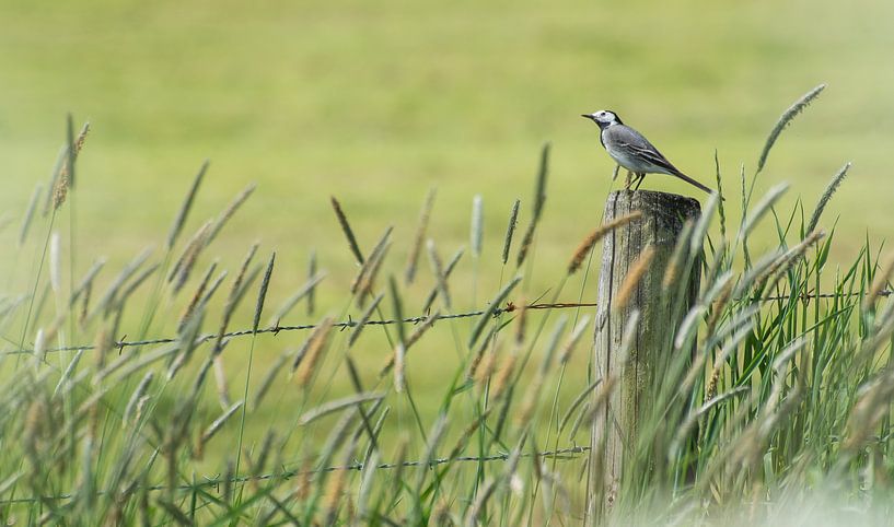 White wagtail by Danny Slijfer Natuurfotografie