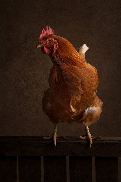 Poulet dans un poulailler par Elles Rijsdijk