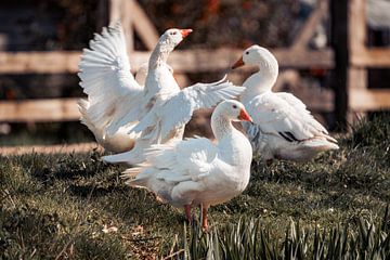 Geese in Motion Rural Dynamics and White Elegance