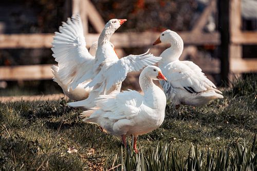 Les oies en mouvement Dynamique rurale et élégance blanche