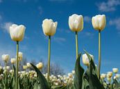 4 witte tulpen by Elles Rijsdijk thumbnail