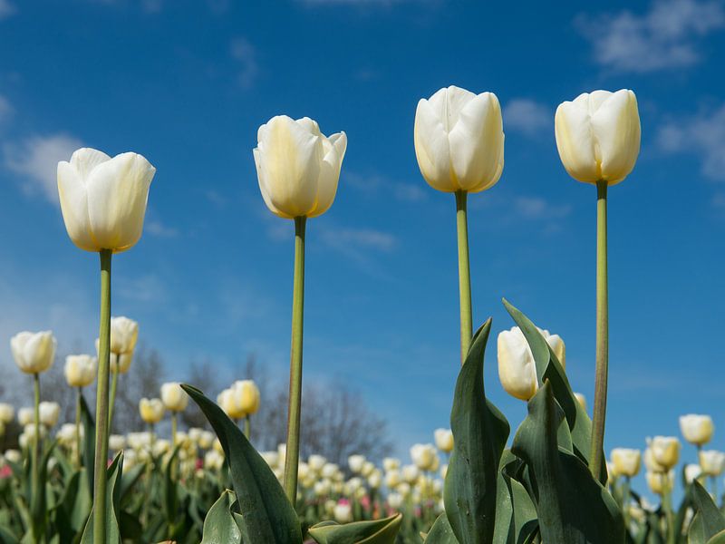 4 witte tulpen von Elles Rijsdijk
