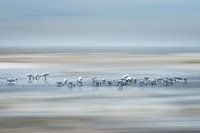 Spoonbills on the beach at Kwade Hoek