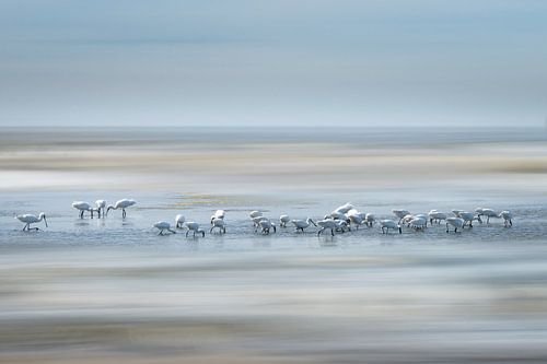 Löffler am Strand von Kwade Hoek