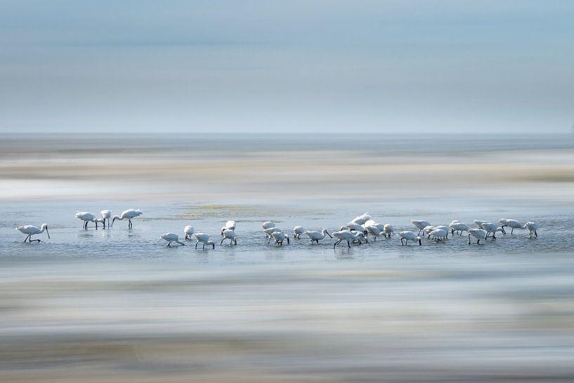 Spoonbills on the beach at Kwade Hoek by Jeanne Figdor