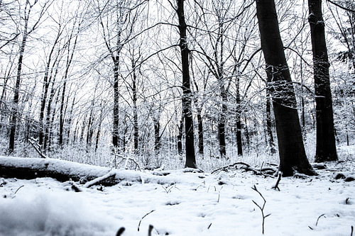 Winterse taferelen