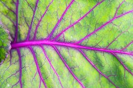 Feuilles de betteraves fraîches dans un jardin potager biologique sur Sjoerd van der Wal Photographie