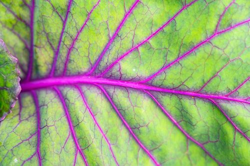 Verse bieten in een biologische moestuin