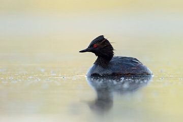 Black-necked Grebe (Podiceps nigricollis ), wet from diving , swims on nice colored water, carefully van wunderbare Erde