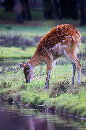 Vietnamese sika deer at the water's edge
