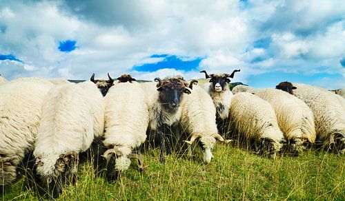 Zwartkopschapen grazen in een bergweide. Schilderachtig landschap