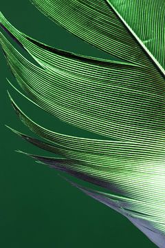 Plume d'oie en couleur sur Léonie's Art Gallery