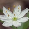 Blüte eines Siebensterns (Trientalis europaea) von Jürgen Eggers