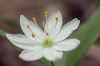 Blüte eines Siebensterns (Trientalis europaea)