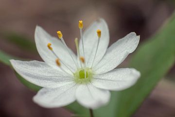 Bloem van een zevenpuntige ster (Trientalis europaea) van Jürgen Eggers